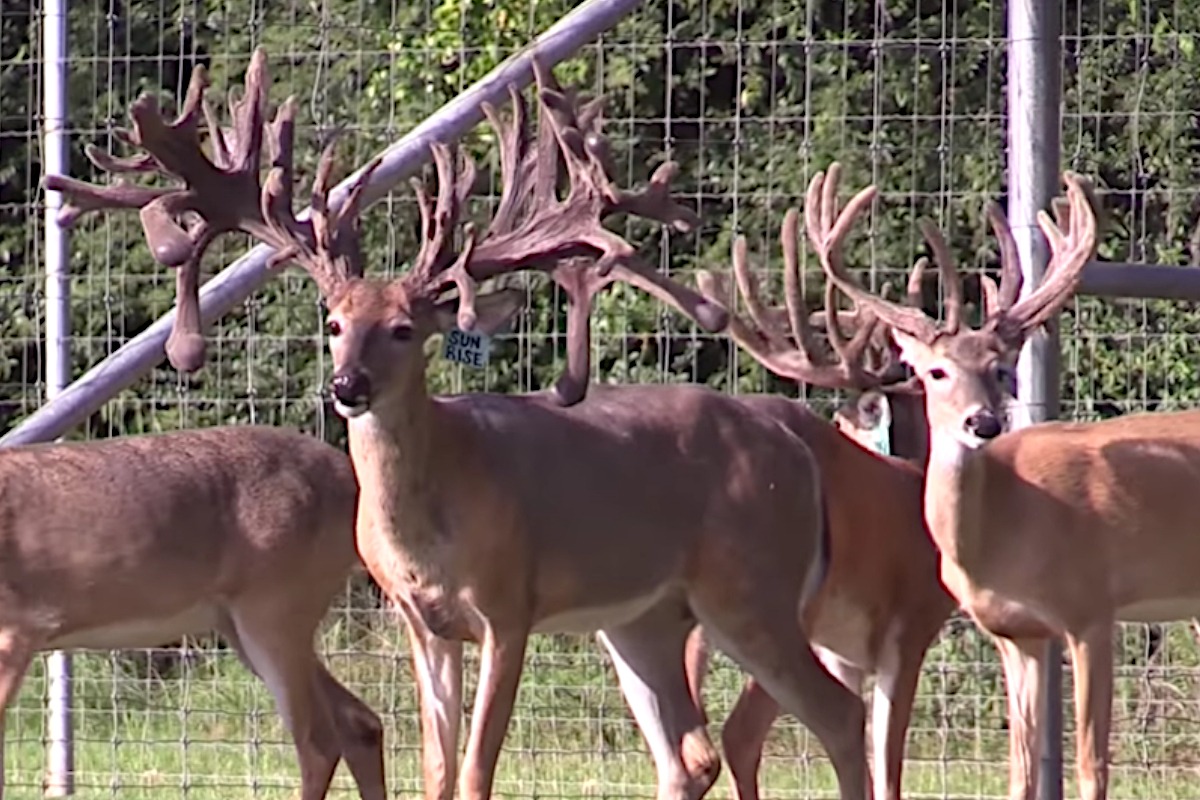 Illinois Guided Deer Hunts