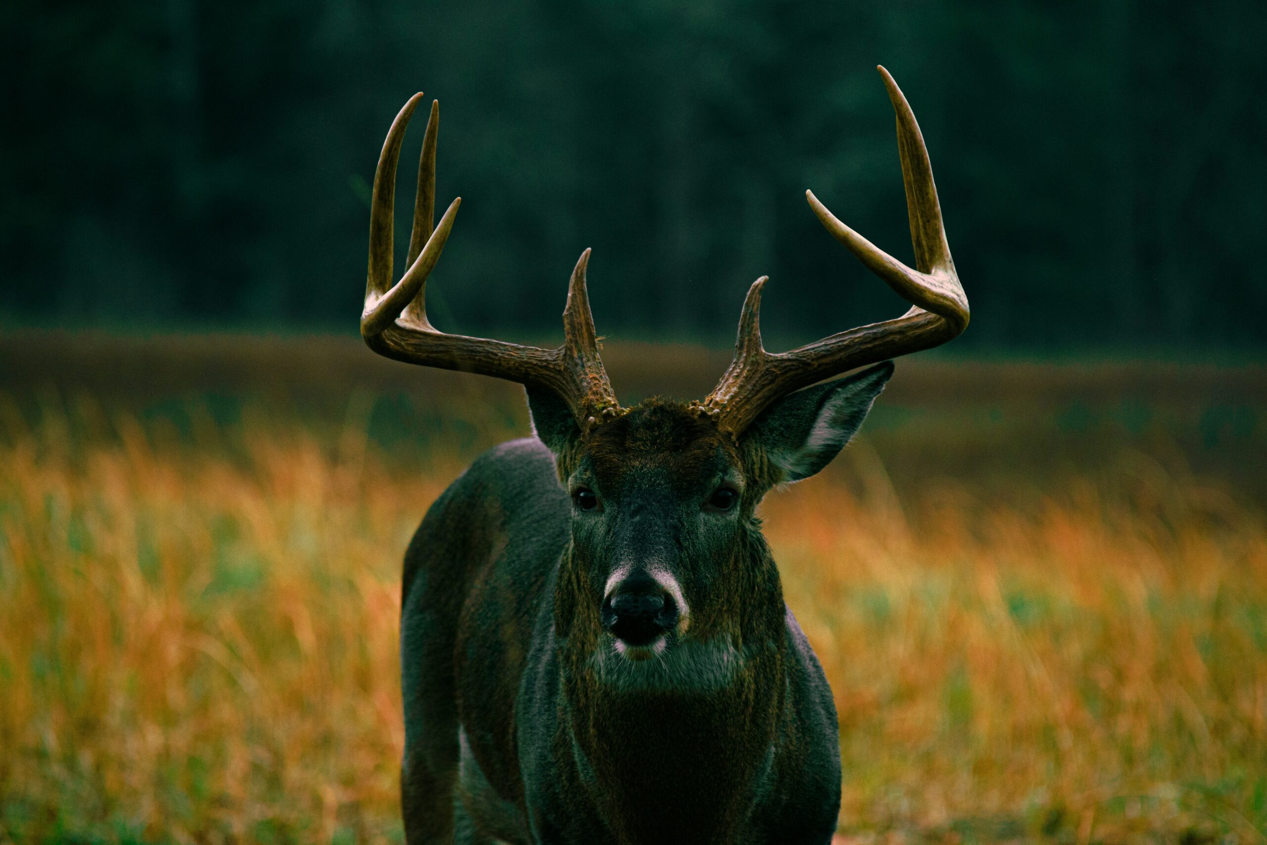 monster Whitetail Hunts