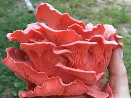 pink mushroom