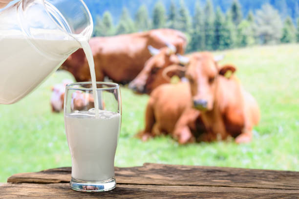 wellhealthorganic.com:buffalo milk