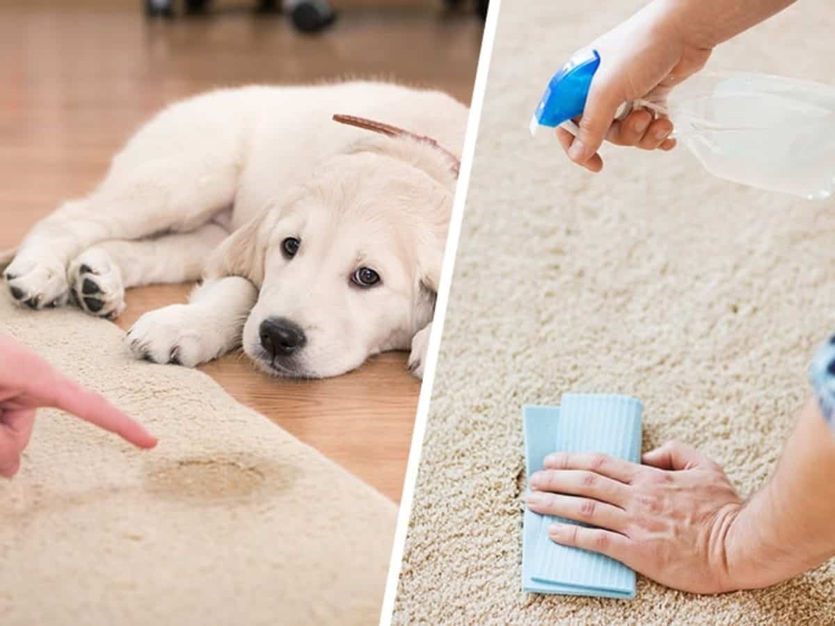 7 Natural Remedies To Get Rid Of Pet Odor In Your Pet House